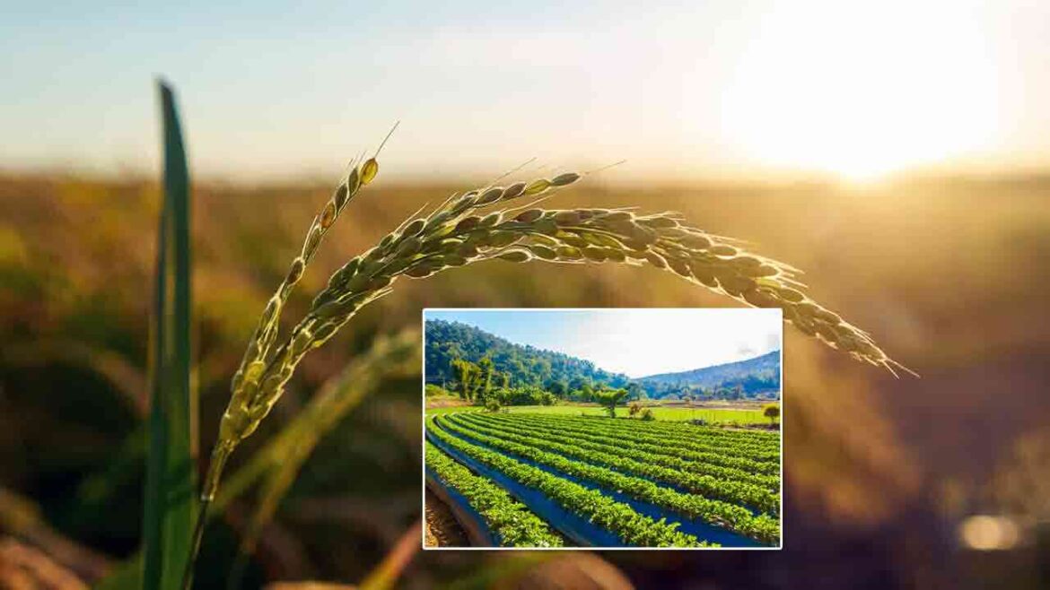 భూమిమీద మొట్టమొదటిసారి వ్యవసాయం చేసింది మనుషులు కాదట.. ఎవరో తెలిస్తే ఆశ్చర్యపోతారు..!
