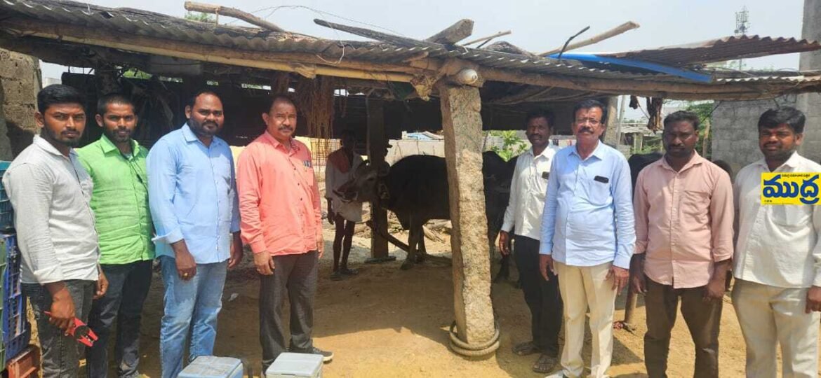 గాలికుంటు వ్యాధి రాకుండా పశువులకు టీకాలు వేయించాలి
