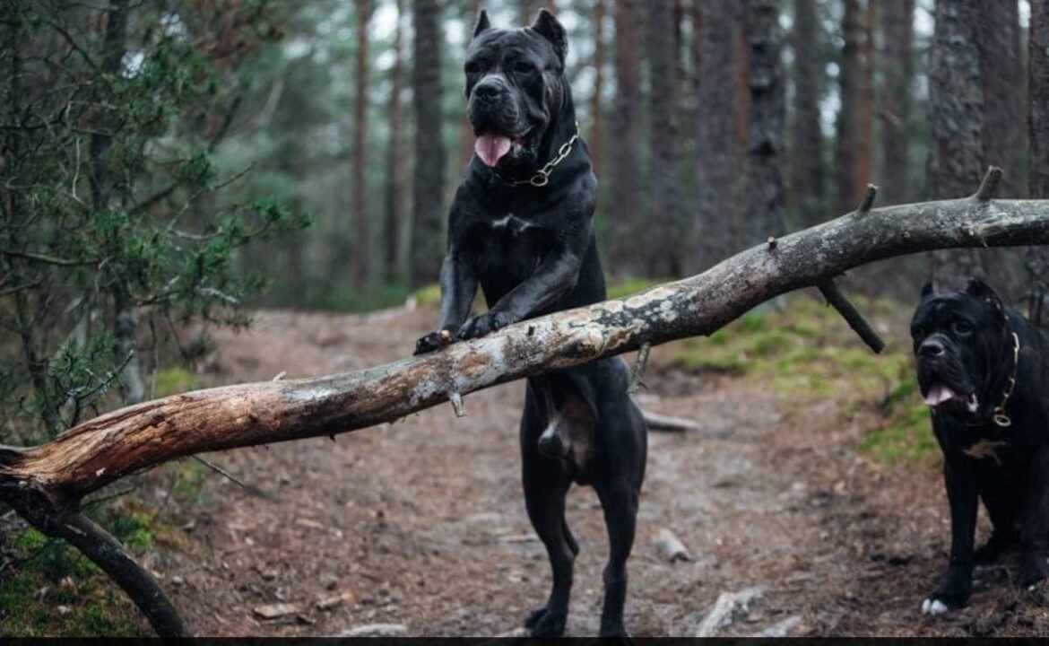 "ఈ కుక్కలు ఆయుధాలు లాంటివి"
