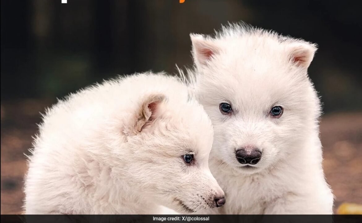 డైర్ తోడేళ్ళు 12,000 సంవత్సరాల తరువాత మళ్ళీ కేకలు వేస్తాయి
