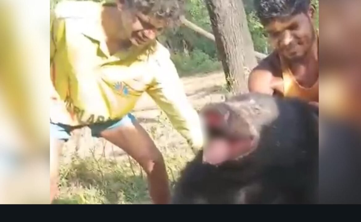 బేర్ హింసించబడింది మరణానికి, వీడియో ఆన్‌లైన్‌లో భాగస్వామ్యం చేయబడింది
