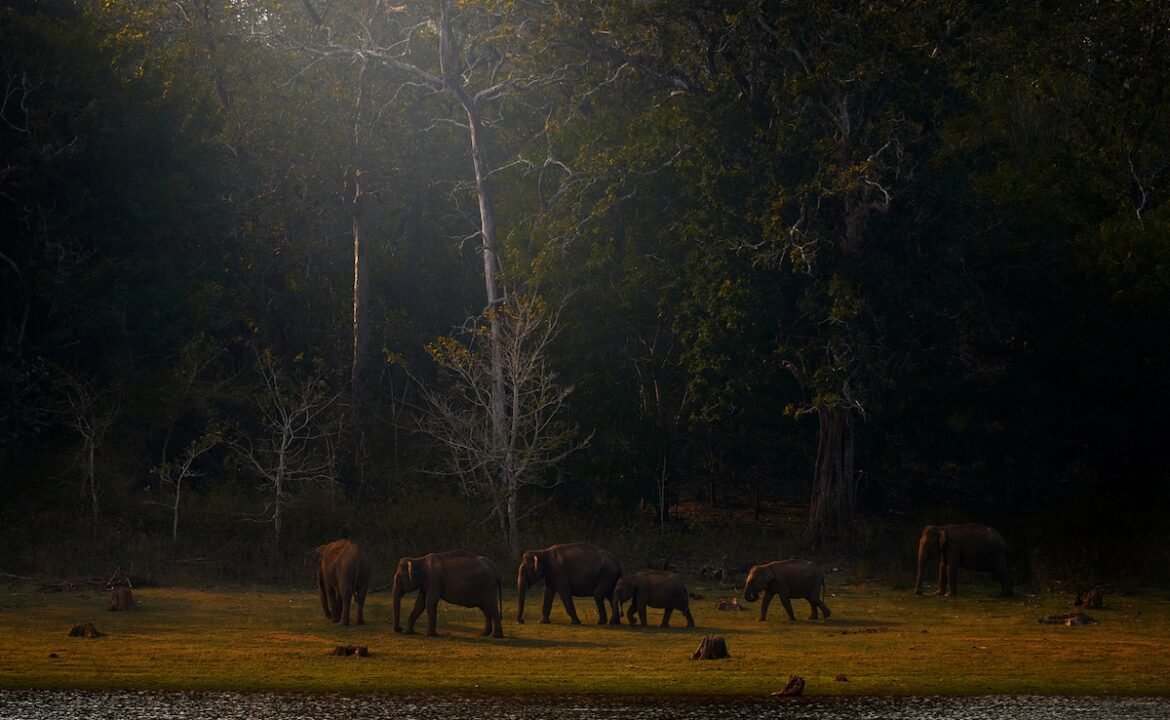 మీ తదుపరి తప్పించుకోవడానికి బెంగళూరు నుండి 7 ఆఫ్‌బీట్ వారాంతపు తప్పించుకొనుట
