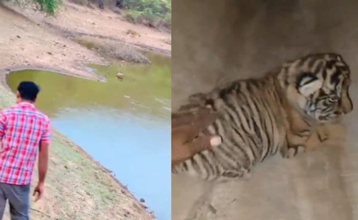 రాజస్థాన్ యొక్క రంతాంబోర్ నేషనల్ పార్క్ వద్ద టైగర్ కబ్స్ తాకినందుకు మ్యాన్ పై కేసు దాఖలు చేసింది
