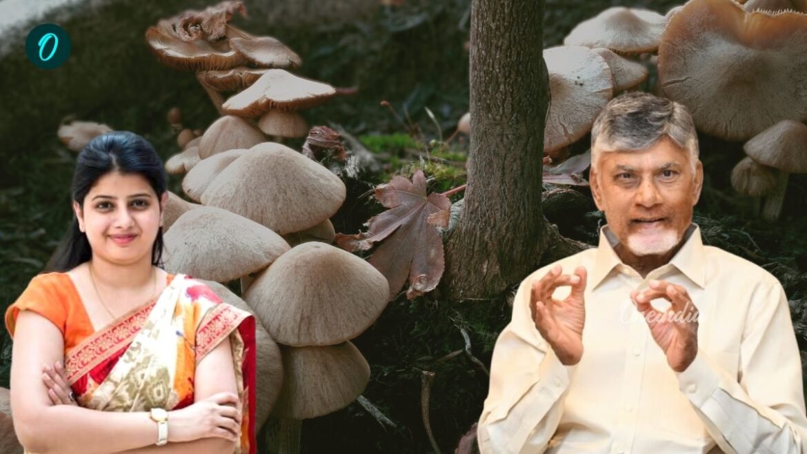 పొదుపు సంఘాల మహిళలకు భారీ సబ్సిడీ: ఏపీ మష్రూమ్ మిషన్ ప్రారంభం! | AP మష్రూమ్ మిషన్ 2026-31: మహిళలకు సాధికారత కల్పించేందుకు మరియు పంటల ఉత్పత్తిని పెంచడానికి ప్రభుత్వం రూ.12960 కోట్లు కేటాయించింది
