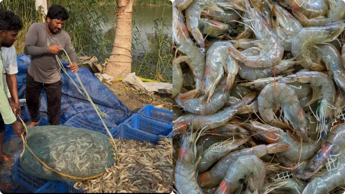 రొయ్య: గోదారి రొయ్య విలవిల..! అమ్మడుపోక-చెరువులో ఉండలేక..! | గోదావరి రొయ్యల రైతులు క్రషింగ్ ధరలు మరియు క్రూరమైన వేసవి వేడిని ఎదుర్కొంటున్నారు

